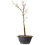 Acer palmatum Arakawa, 37 cm, ± 8 jaar oud