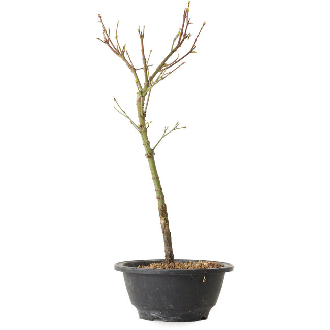 Acer palmatum Arakawa, 37 cm, ± 8 años de edad