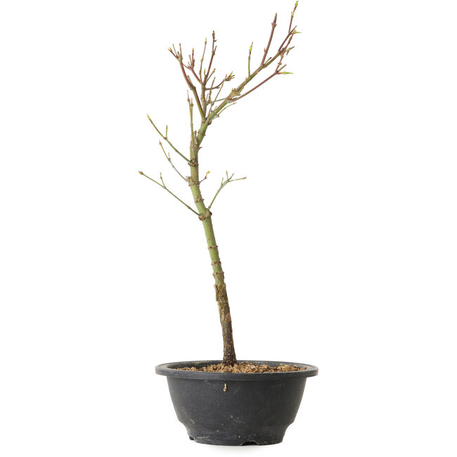 Acer palmatum Arakawa, 37 cm, ± 8 Jahre alt