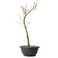 Acer palmatum Arakawa, 37 cm, ± 8 jaar oud