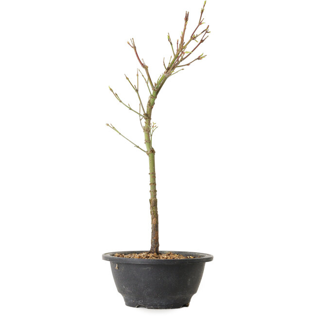 Acer palmatum Arakawa, 37 cm, ± 8 jaar oud