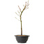 Acer palmatum Arakawa, 37 cm, ± 8 jaar oud