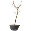 Acer palmatum Arakawa, 37 cm, ± 8 jaar oud