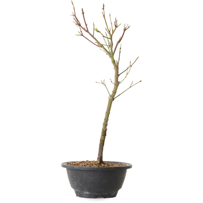 Acer palmatum Arakawa, 37 cm, ± 8 ans