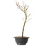 Acer palmatum Arakawa, 37 cm, ± 8 ans