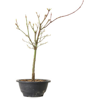 Acer palmatum Arakawa, 37 cm, ± 8 ans