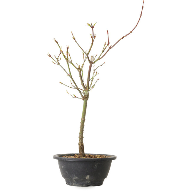 Acer palmatum Arakawa, 37 cm, ± 8 ans