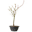 Acer palmatum Arakawa, 37 cm, ± 8 years old