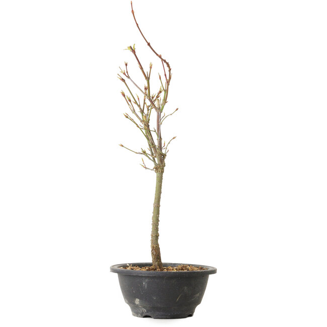 Acer palmatum Arakawa, 37 cm, ± 8 jaar oud