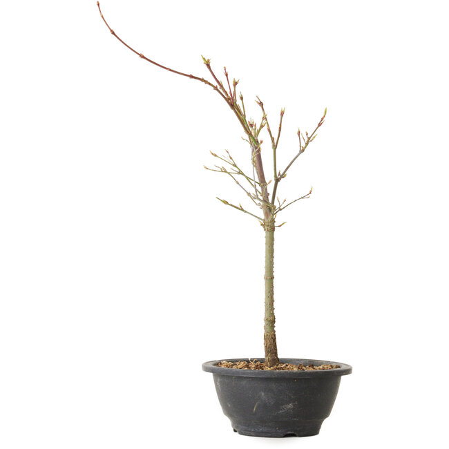 Acer palmatum Arakawa, 37 cm, ± 8 Jahre alt