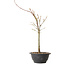 Acer palmatum Arakawa, 37 cm, ± 8 ans