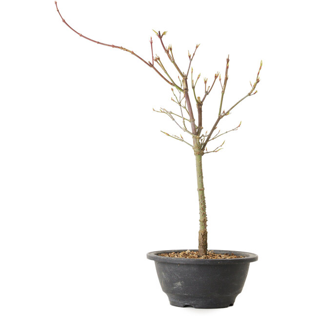 Acer palmatum Arakawa, 37 cm, ± 8 Jahre alt
