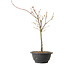 Acer palmatum Arakawa, 37 cm, ± 8 años de edad