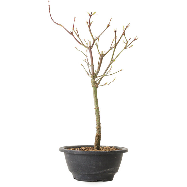 Acer palmatum Arakawa, 37 cm, ± 8 anni