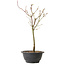 Acer palmatum Arakawa, 37 cm, ± 8 años de edad