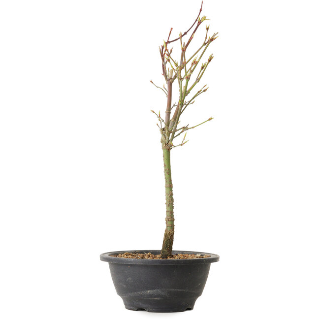 Acer palmatum Arakawa, 37 cm, ± 8 anni