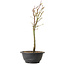 Acer palmatum Arakawa, 37 cm, ± 8 years old