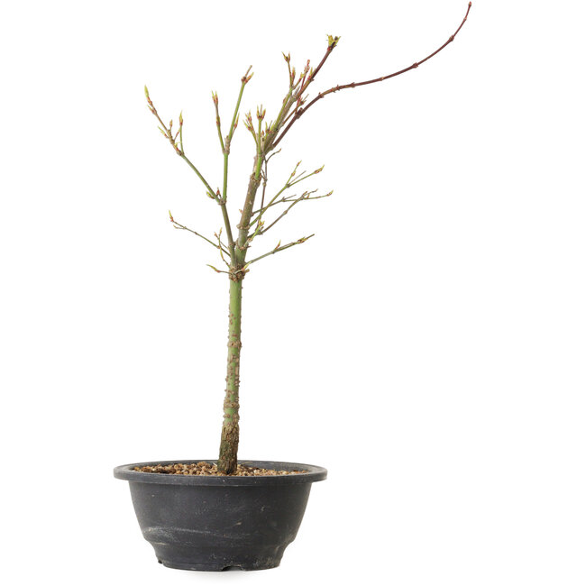 Acer palmatum Arakawa, 37 cm, ± 8 jaar oud