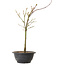 Acer palmatum Arakawa, 37 cm, ± 8 anni