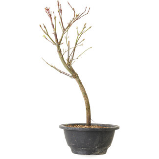 Acer palmatum Arakawa, 34 cm, ± 8 Jahre alt