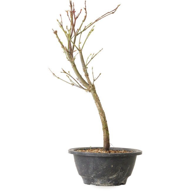 Acer palmatum Arakawa, 34 cm, ± 8 years old