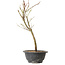 Acer palmatum Arakawa, 34 cm, ± 8 años de edad