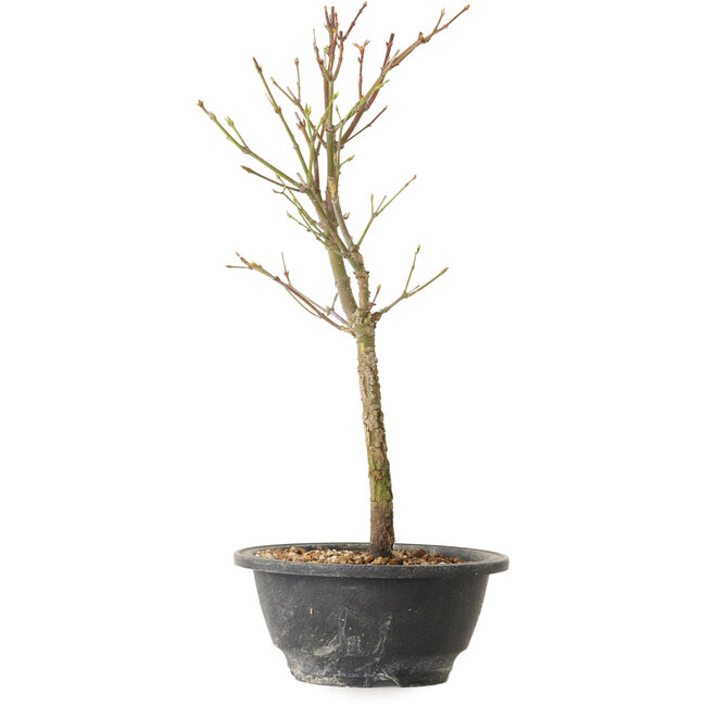Acer palmatum Arakawa, 34 cm, ± 8 Jahre alt