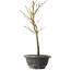 Acer palmatum Arakawa, 34 cm, ± 8 anni