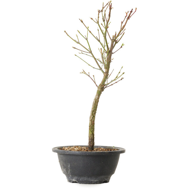 Acer palmatum Arakawa, 34 cm, ± 8 years old