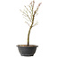Acer palmatum Arakawa, 34 cm, ± 8 anni