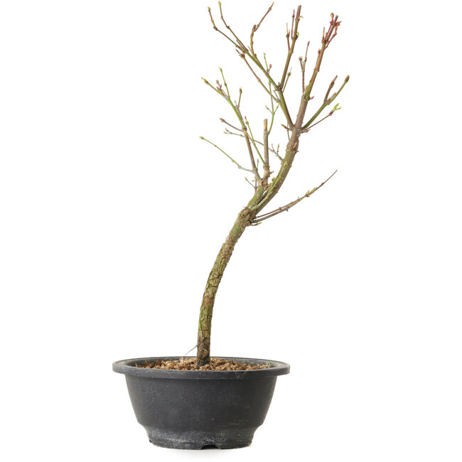 Acer palmatum Arakawa, 34 cm, ± 8 jaar oud