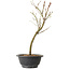 Acer palmatum Arakawa, 34 cm, ± 8 jaar oud