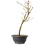 Acer palmatum Arakawa, 34 cm, ± 8 Jahre alt