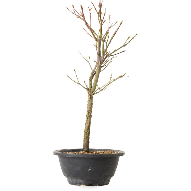 Acer palmatum Arakawa, 34 cm, ± 8 años de edad