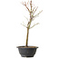 Acer palmatum Arakawa, 34 cm, ± 8 years old
