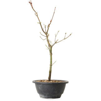 Acer palmatum Arakawa, 36 cm, ± 8 ans