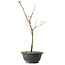 Acer palmatum Arakawa, 36 cm, ± 8 ans