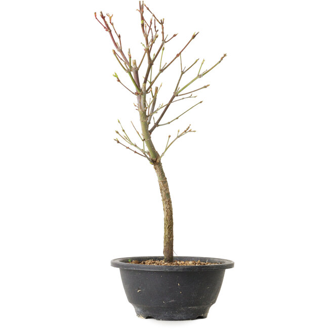 Acer palmatum Arakawa, 34 cm, ± 8 anni