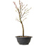 Acer palmatum Arakawa, 34 cm, ± 8 jaar oud