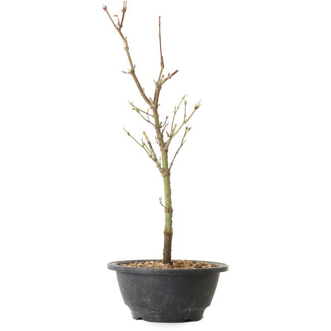 Acer palmatum Arakawa, 36 cm, ± 8 Jahre alt
