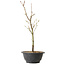 Acer palmatum Arakawa, 36 cm, ± 8 ans