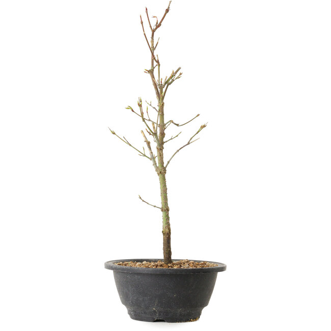 Acer palmatum Arakawa, 36 cm, ± 8 Jahre alt