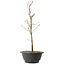 Acer palmatum Arakawa, 36 cm, ± 8 years old