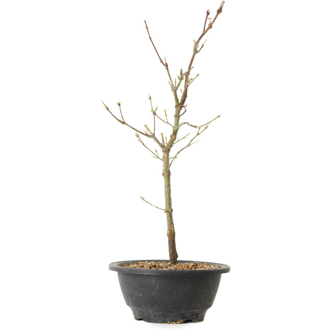 Acer palmatum Arakawa, 36 cm, ± 8 ans