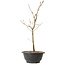 Acer palmatum Arakawa, 36 cm, ± 8 años de edad
