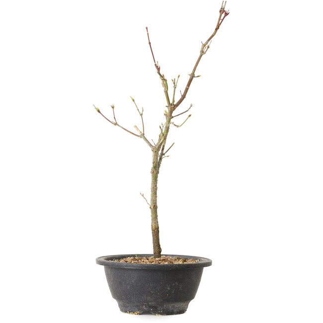 Acer palmatum Arakawa, 36 cm, ± 8 Jahre alt