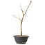 Acer palmatum Arakawa, 36 cm, ± 8 ans