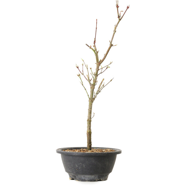 Acer palmatum Arakawa, 36 cm, ± 8 jaar oud