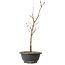 Acer palmatum Arakawa, 36 cm, ± 8 years old