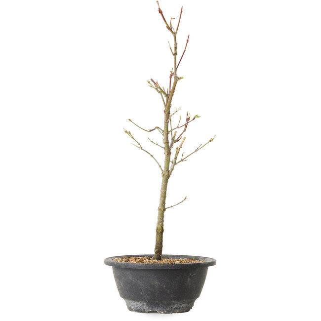 Acer palmatum Arakawa, 36 cm, ± 8 years old